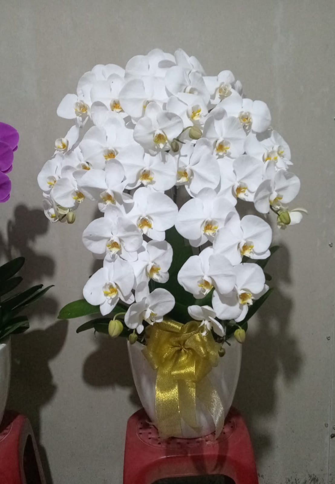 Luxury White Orchid Pot Arrangement