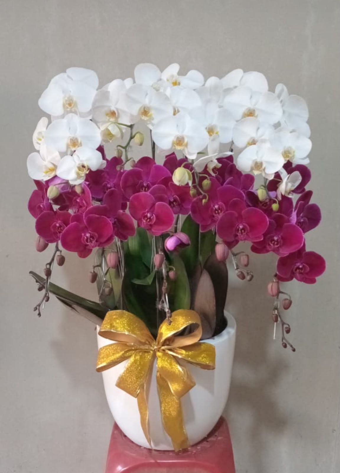 Premium Orchid Pot Mixed Gold Ribbon